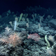 Coral and sponge gardens of the deep ocean are now being impacted by deep sea trawling.